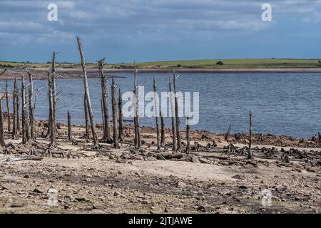 The remains of a copse of dead trees exposed by falling water levels caused by severe drought conditions at Colliford Lake Reservoir on Bodmin Moor in Stock Photo