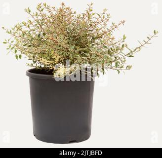 Abelia green plant in flowerpot on isolated white background, selective focus shot. Stock Photo