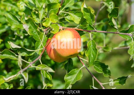 Apple tree in autumn with ripe apples Stock Photo