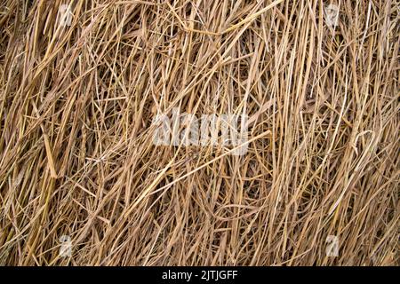 Brown hay, dry hay texture background Stock Photo
