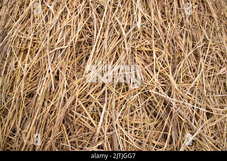 Brown hay, dry hay texture background Stock Photo