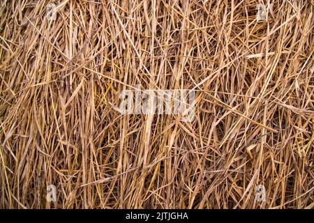 Brown hay, dry hay texture background Stock Photo