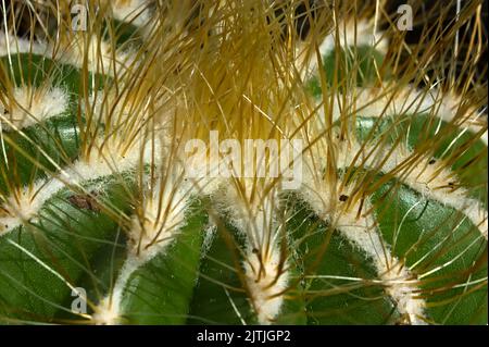 Close up of cactus house plant showing the thorns Stock Photo