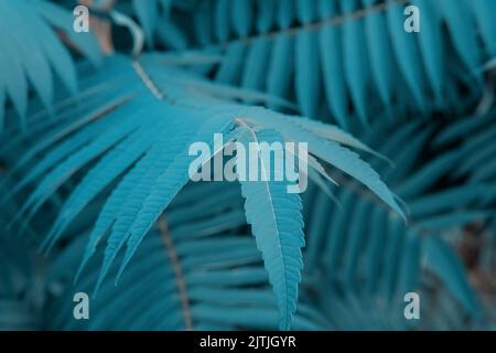 Real Leafs Background, Nature Foliage Texture, Teal Blue Color  Stock Photo