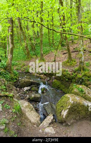 The stream in Long Wood entering a swallow hole, part of the Cheddar Complex in the Mendip Hills North Devon Coast National Landscape, Somerset, England. Stock Photo