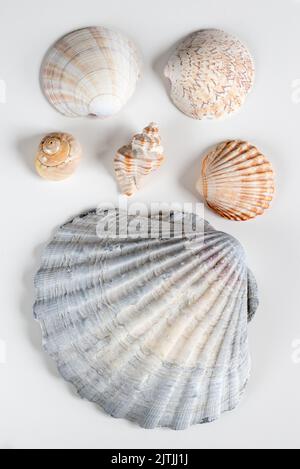 Closeup of Conch and Scallop Shell as Well as a Sea Star and Sea Urchin ...