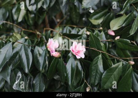 Pink camellia flowers on an evergreen tree in the park Stock Photo