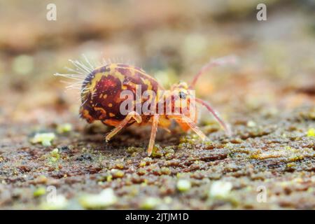 Globular Springtail (Dicyrtomina minuta) forma ornata Stock Photo