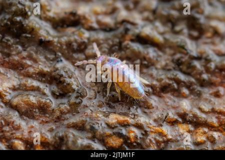 Slender Springtail (Lepidocyrtus sp.) Stock Photo