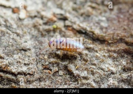 Slender Springtail (Lepidocyrtus sp.) Stock Photo