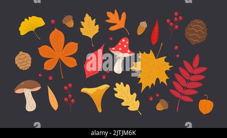 Autumn leaves set. Cute different leaves, mushrooms, berries and acorns. Fall seasonal elements vector illustration Stock Vector