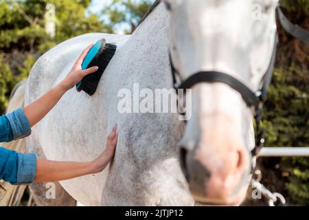 Unrecognizable young woman grooming and brushing horse in her stable in summer. Stock Photo