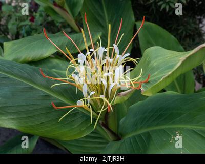 A close up of the opening white flowerhead of the ginger lily Hedychium ellipticum Stock Photo