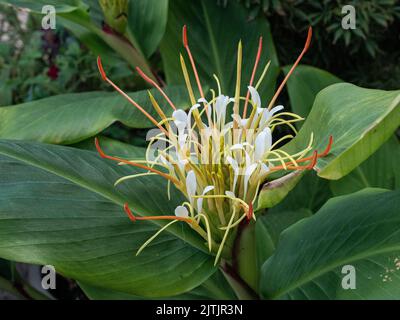 A close up of the opening white flowerhead of the ginger lily Hedychium ellipticum Stock Photo