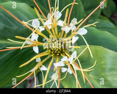 A close up of the centre of the opening white flowerhead of the ginger lily Hedychium ellipticum Stock Photo