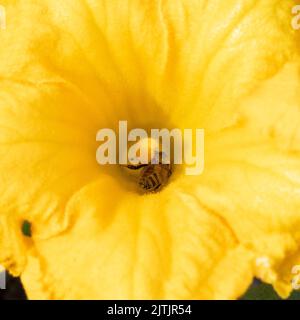 A close up of a honey bee collecting nectar from a bright yellow courgette plant Stock Photo