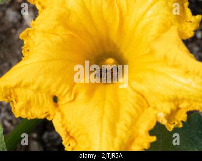 A close up of a honey bee collecting nectar from a bright yellow courgette plant Stock Photo