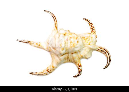 Image of lambis chiragra (Harpago chiragra) sea shell is in the family strombidae isolated on white background. Undersea Animals. Stock Photo