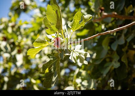 Overripe fruit on a branch of a fig tree Stock Photo