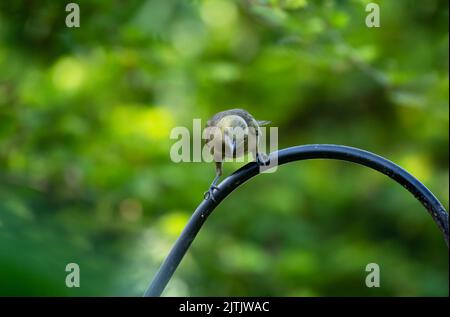 Palm Tanager bird perched in a tropical garden on the island of Trinidad. Stock Photo