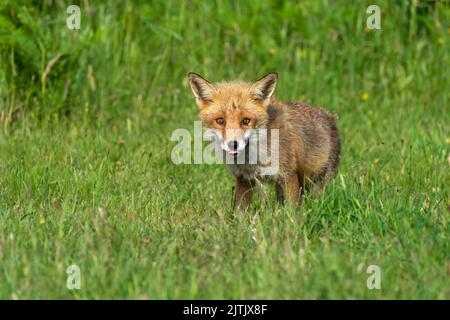 Fox cub-Vulpes vulpes. Stock Photo