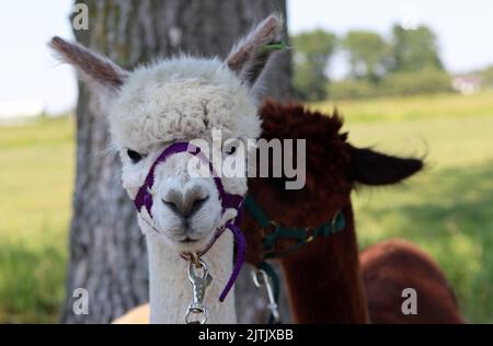 Fluffy alpaca close up portrait. Cute domestic animal outdoors photo. Farming in the Netherlands. Stock Photo