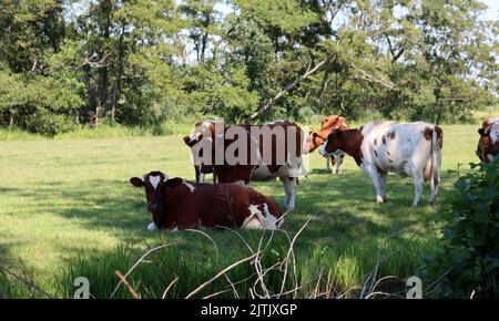 Dutch countryside living. Beautiful cows on green field. Dairy farm animals walking grazing outside. Stock Photo