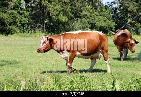 Dutch countryside living. Beautiful cows on green field. Dairy farm animals walking grazing outside. Stock Photo