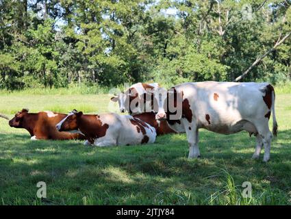 Dutch countryside living. Beautiful cows on green field. Dairy farm animals walking grazing outside. Stock Photo