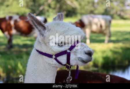 Close up portrait of alpaca outdoors. Fluffy farm animals on a walk. Sunny summer day in Europe. Stock Photo