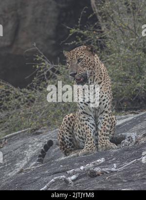 Leopard in sunlight; Leopard walking in sun light; leopard in golden light; Sri Lankan leopard from Yala National Park. Stock Photo
