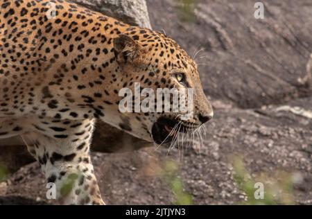 Leopard staring; leopard stare; Sunshine on leopard face; sun on leopard; leopard in the sun; leopard in sunlight; leopard spots; leopard spot pattern Stock Photo