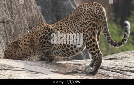 Leopard have a drink; leopard drinking water; leopard in Sri Lanka; Big cat drinking water; leopard print; leopard sipping water; cat drinking water Stock Photo