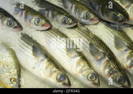 raw tuna fish on ice close up  Stock Photo