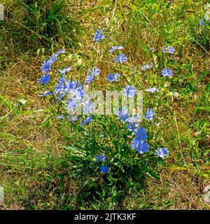 Close up of Common Chicory (Cichorium intybus) Stock Photo