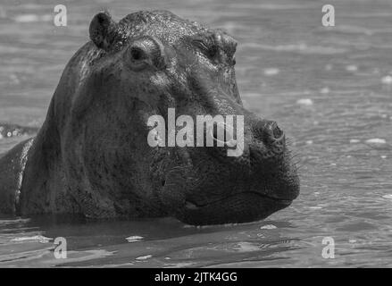 Black and white hippo; b&w hippo; monochrome hippo from the Nile; head of a hippo; hippo close-up; hippo from the Nile; hippopotamus from Nile river, Stock Photo