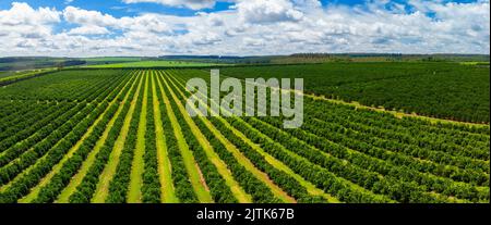 Aerial views over top of rows of orange trees in plantation Stock Photo