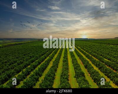 Aerial views over top of rows of orange trees in plantation Stock Photo