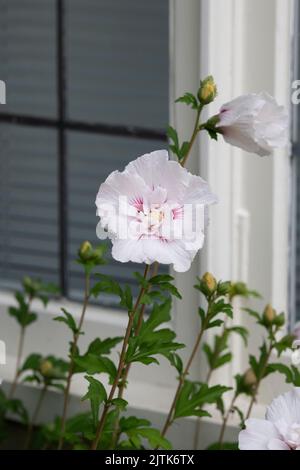 Hibiscus syriacus 'China Chiffon'. Rose of Sharon Flower Stock Photo