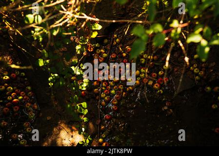 Fallen organic apples in stream water under apple tree.  Romantic moody countryside landscape background.  Agriculture farming waste management concep Stock Photo