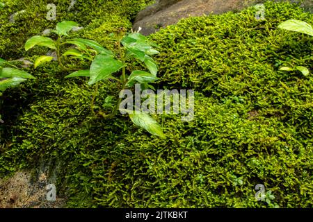Green moss on the rock Stock Photo