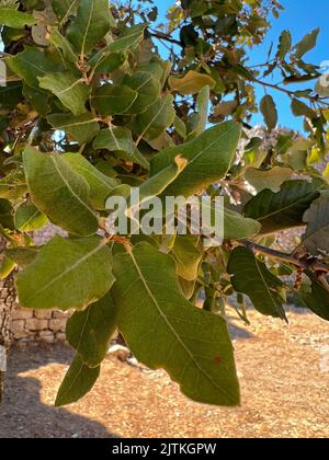 Vertical closeup on a twig with leafs of the Mediterranean evergreen or holm oak , Quercus Ilex against a blue sky Stock Photo