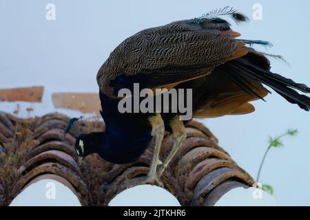 colorful male peacock perched on a rooftop looking at the camera Stock Photo
