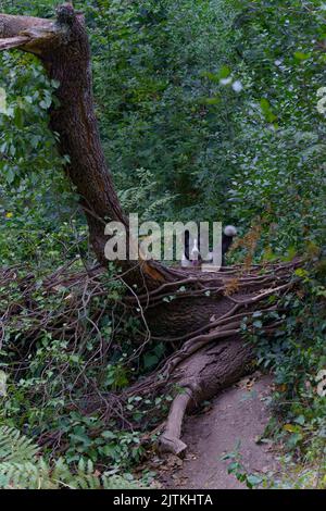 black and white border collie dog leaning out of a tree trunk on a hiking trail in the forest Stock Photo