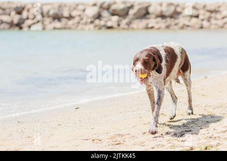 Wet dog on the beach by the sea holding yellow tennis ball in his teeth Stock Photo