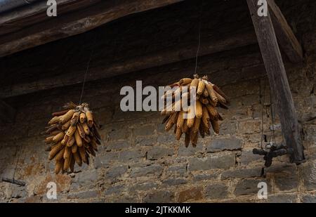 Two bunches of dry corn cobs hanging under wooden roof of old rural farm house for long time. Food preserving issues background Stock Photo