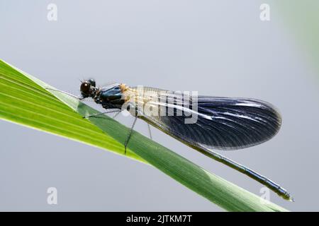 Male of a small shiny dragonfly Banded demoiselle (Calopteryx splendens) on the grass on the river bank Stock Photo