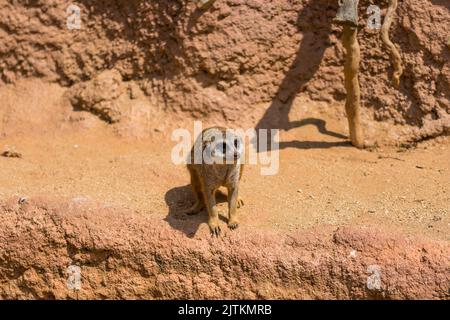 Meerkat animal (latin name Suricata Suricatta) in the wild. Detail of african animal walking on the ground. Watchful guarding animal is guarding on ne Stock Photo