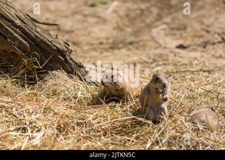 The Prairie Dog (latin name Cynomys ludovicianus) on the ground. Rodent animal coming from Africa. Stock Photo