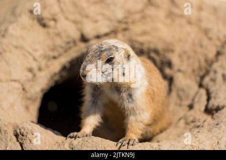 The Prairie Dog (latin name Cynomys ludovicianus) on the ground. Rodent animal coming from Africa. Stock Photo